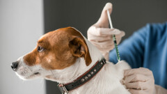  Harmonogram szczepienia psów przeciwko wściekliźnie w Gminie Młynary w 2024 r.
