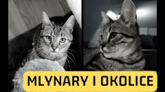 Poszukiwana kotka.