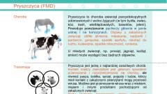 Uwaga na pryszczycę zwierząt! - ulotka informacyjna