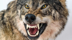 Wnioski o odszkodowanie za szkody wyrządzone przez wilki i inne gatunki zwierząt chronionych.