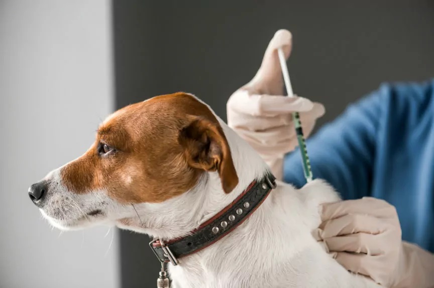 Harmonogram szczepienia psów przeciwko wściekliźnie w Gminie Młynary w 2022 roku.