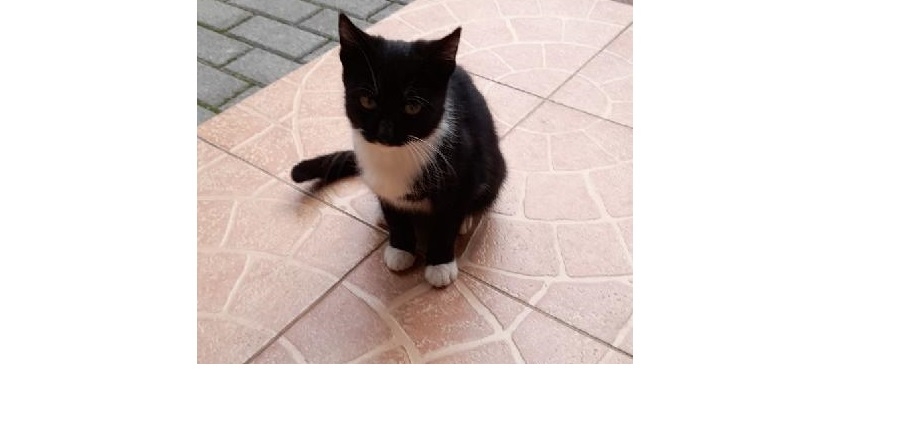 Poszukujemy osoby chętnej do adopcji kota widocznego na zdjęciu - Aktualizacja: znaleziono opiekuna kota