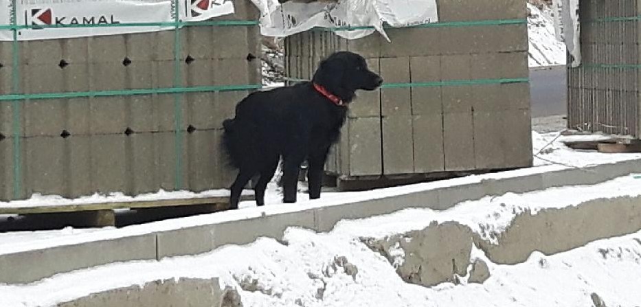 Poszukujemy właściciela psa widocznego na zdjęciu - AKTUALIZACJA: Odnaleziono właściciela