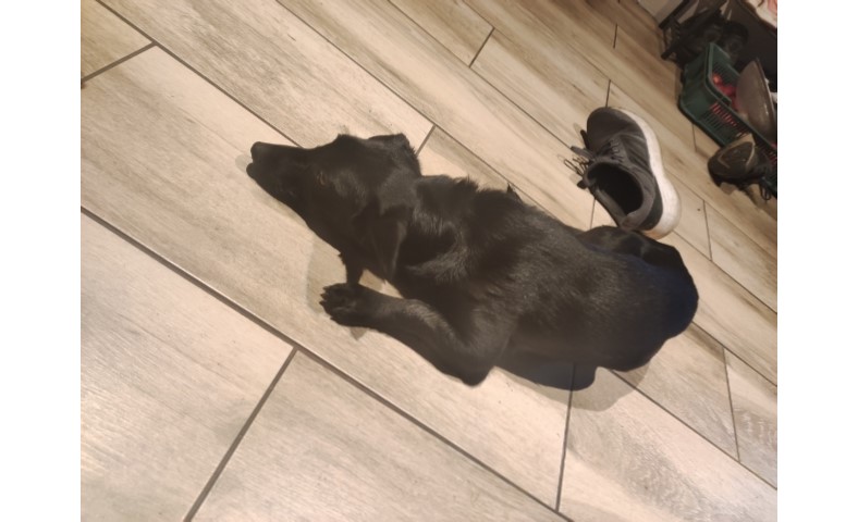 Poszukujemy właściciela psa widocznego na zdjęciu lub osoby chętnej do jego przygarnięcia