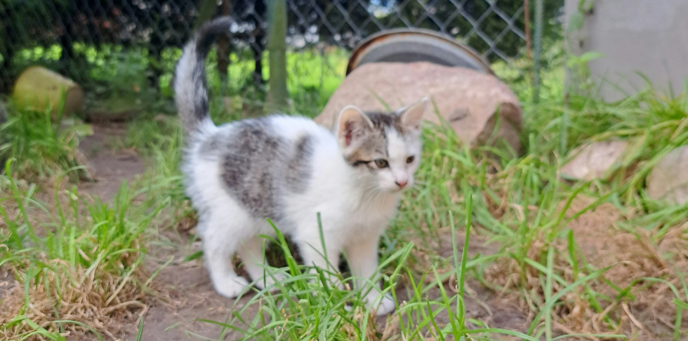 Urząd Miasta i Gminy w Młynarach poszukuje osób chętnych do adopcji kotów.