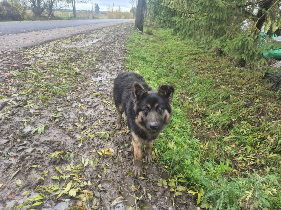 Urząd Miasta i Gminy w Młynarach poszukuje właściciela widocznego na zdjęciu psa.
